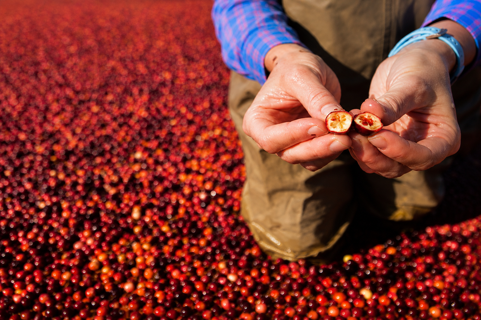 Cranberry grower inspecting fresh berries in a flooded harvest bog